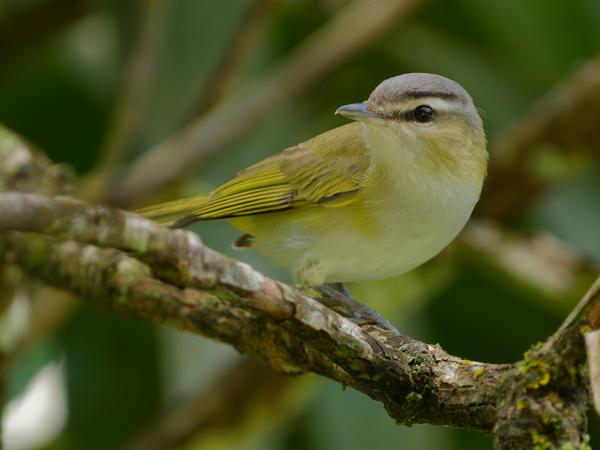 Chivivireo (Vireo chivi)